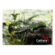 Nůž zavírací JUNGLE - 21,7cm